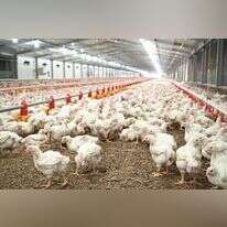 לול בגולן | מיכאל גלעדי, ג'יני