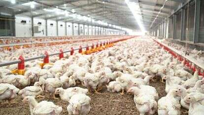 לול בגולן | מיכאל גלעדי, ג'יני