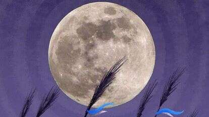 איור: נעמה להב