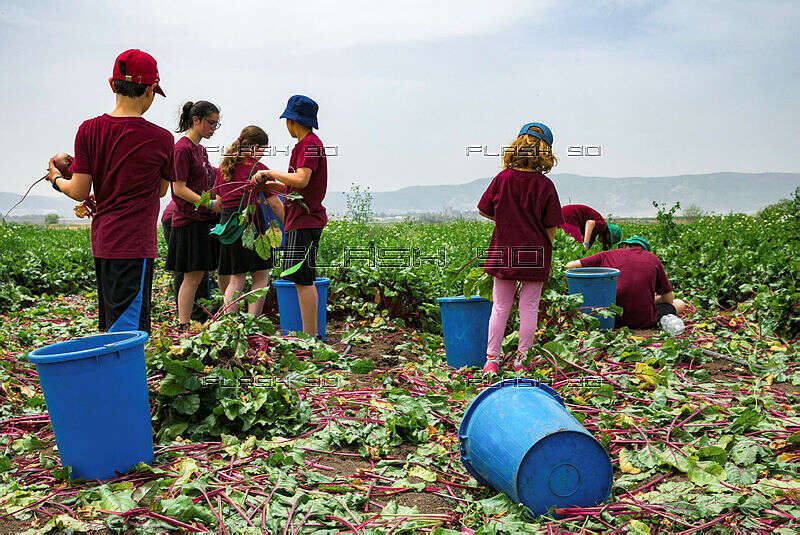 שדות נהלל, 2019 | ענת חרמוני, פלאש