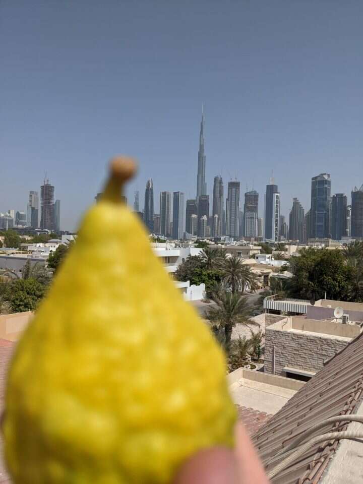 אתרוג והבורג' חליפה