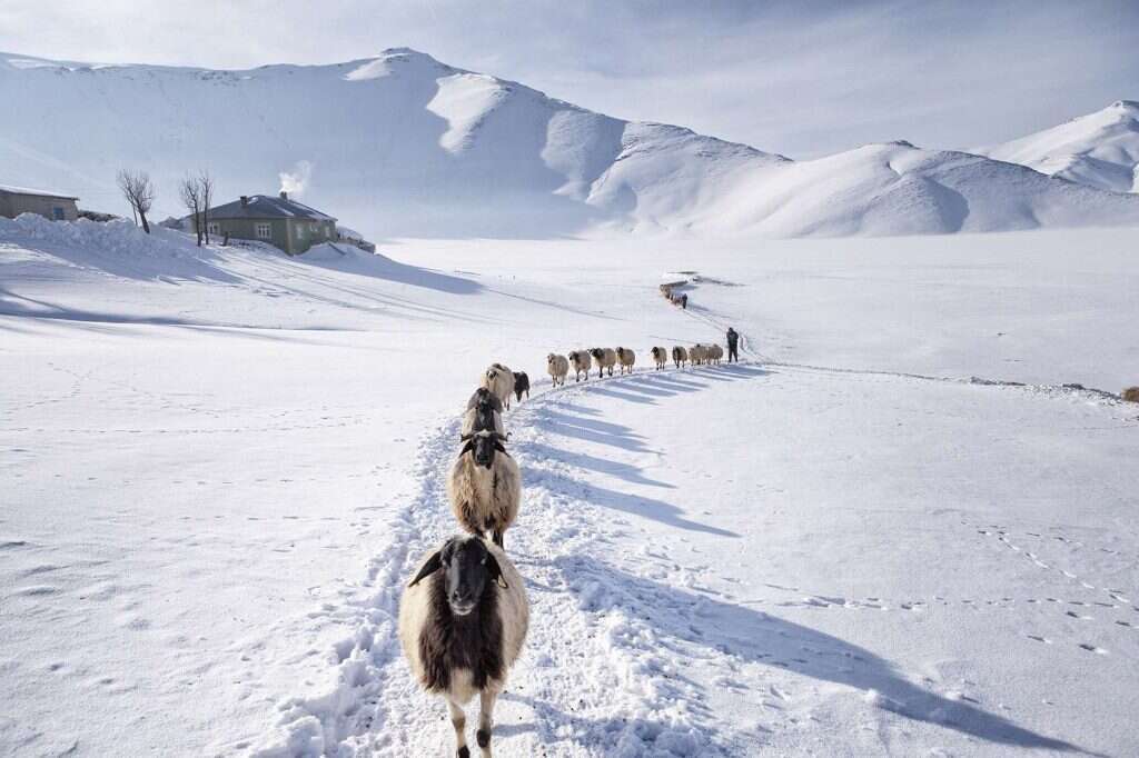 תערוכת פוטומנטה. | נדיר בוצ'אן