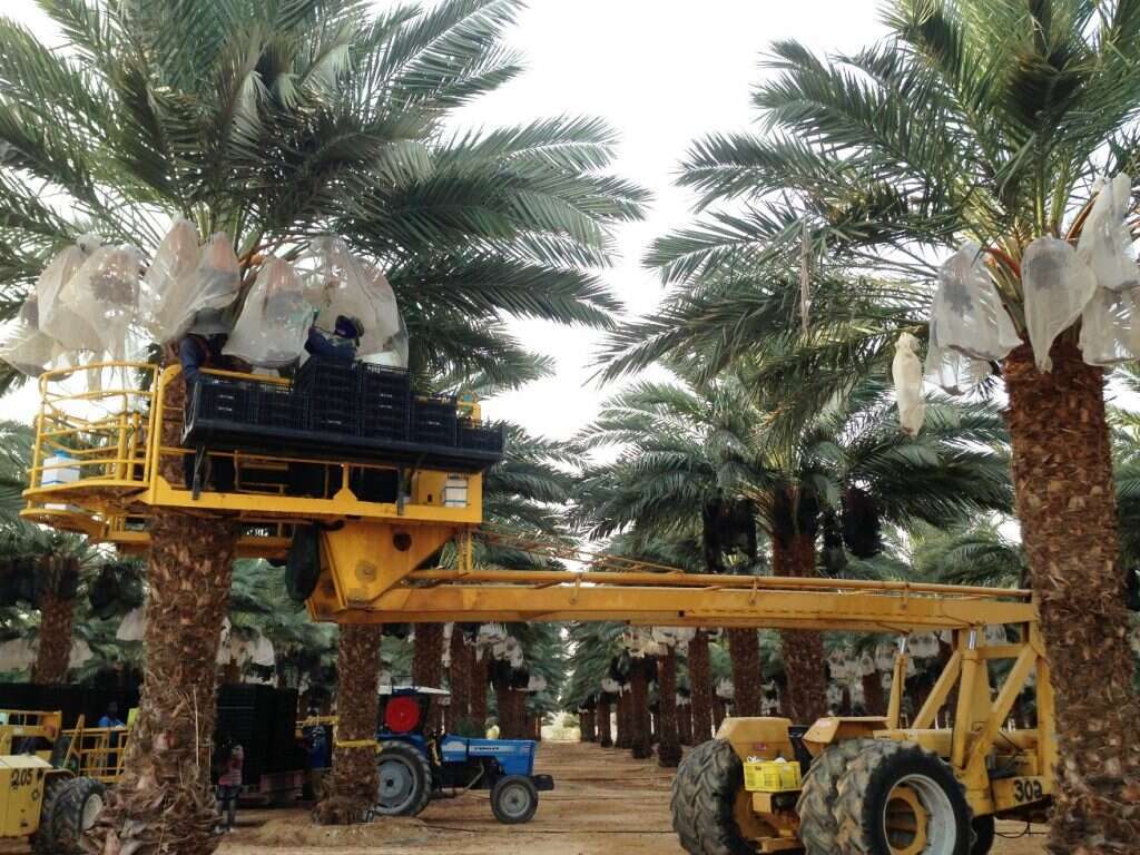 גדיד תמרים במטעי עין יהב בערבה. | יעל שביט