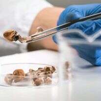 פטריות פסילוסיבין. | שאטרסטוק