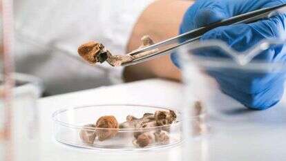 פטריות פסילוסיבין. | שאטרסטוק