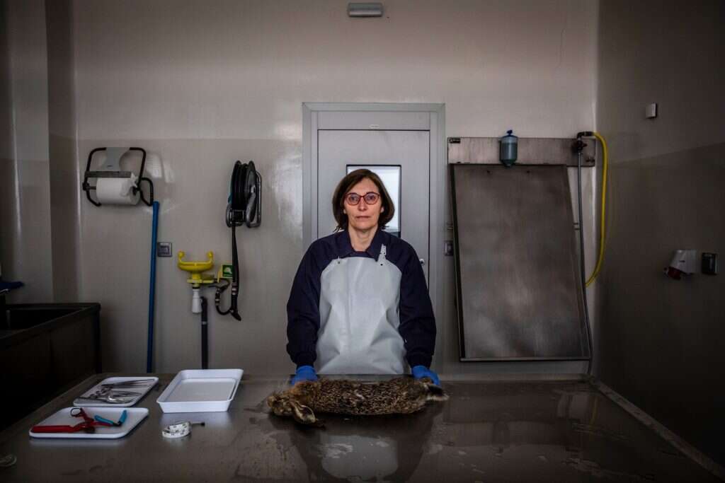 רוזר ולארדה. | אנחל גרסיה, בלומברג