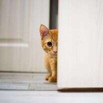 חתול. | שאטרסטוק