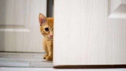 חתול. | שאטרסטוק