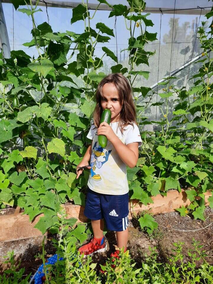 משק הכוכבים. | יורם וינר