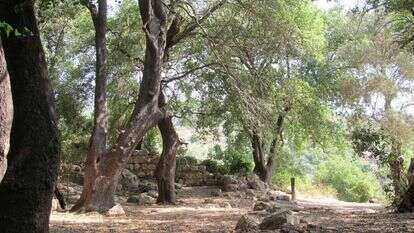 עמית מנדלסון