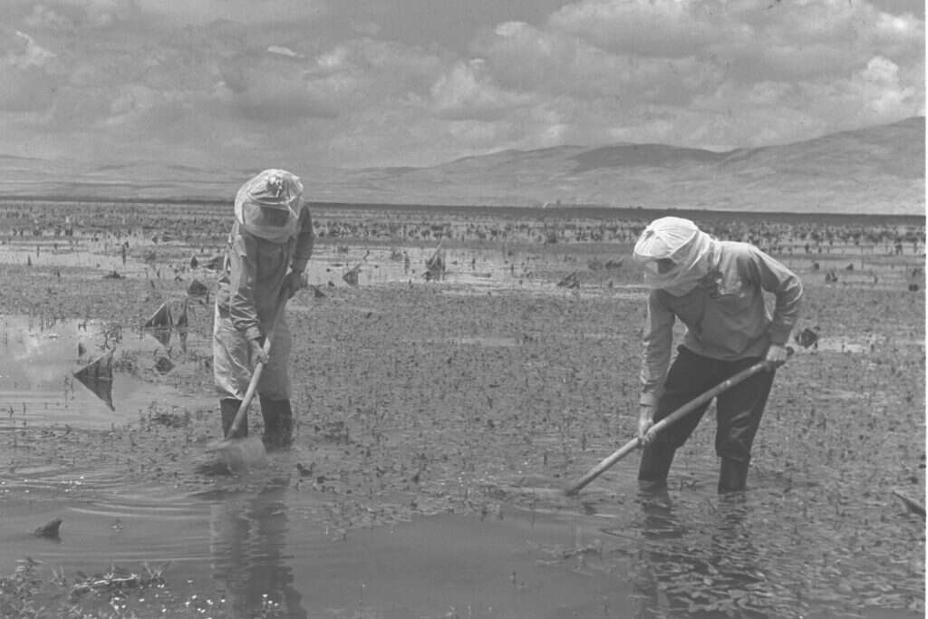 המפעל הציוני יכול להתגאות בחיסול יתושים, אבל כנראה מהסיבות הלא נכונות. חלוצי קיבוץ עמיר עובדים בביצות אגם החולה.