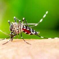 האם בקרוב בני האדם יהיו בלתי נראים מבחינתו? אדס מצרי. | שאטרסטוק