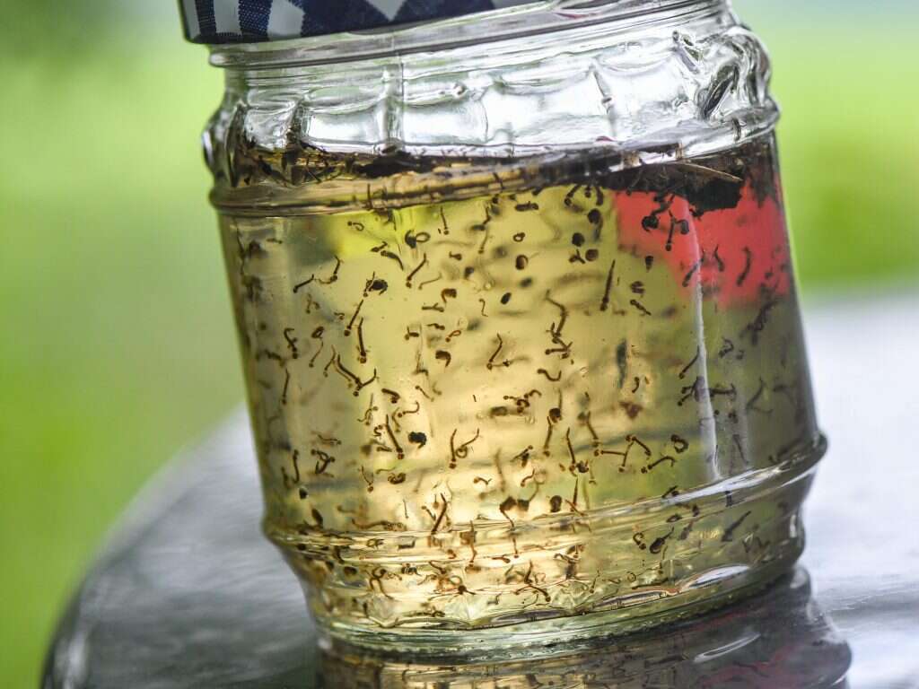 מדי שנה אחראים יתושי האדס להדבקת עשרות מיליוני בני אדם במחלות קשות. זחלי יתוש אדס. | גטי אימג'ס