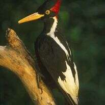 הנקר השנהבי. | גטי אימג'ס