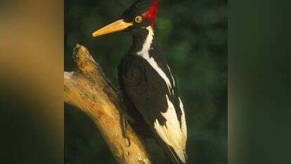 הנקר השנהבי. | גטי אימג'ס הנקר השנהבי. | גטי אימג'ס