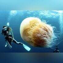 מדוזת הנומורה בחופי יפן. | יפן ניוז