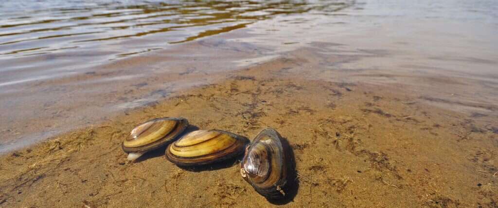 צדפות נהרות. | שאטרסטוק צדפות נהרות. | שאטרסטוק