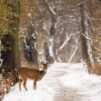 איילה בשלג. | שאטרסטוק