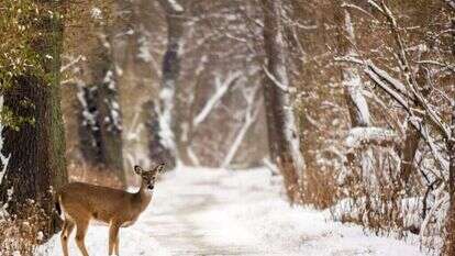 איילה בשלג. | שאטרסטוק איילה בשלג. | שאטרסטוק