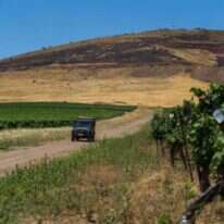 כרמים. קרדיט: אבנר אלקרסי