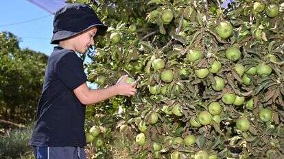 מיכאל גלעדי, ג'יני
