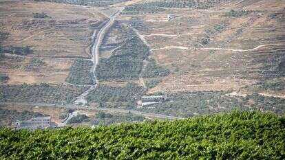הכרם של בן-שיטרית ביצהר. | שריה דיאמנט