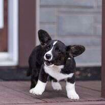 כלב נובח. | שאטרסטוק