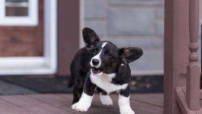 כלב נובח. | שאטרסטוק כלב נובח. | שאטרסטוק