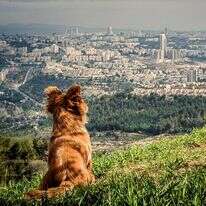 יאיר בן ארי