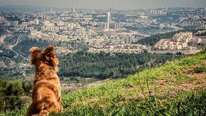 יאיר בן ארי