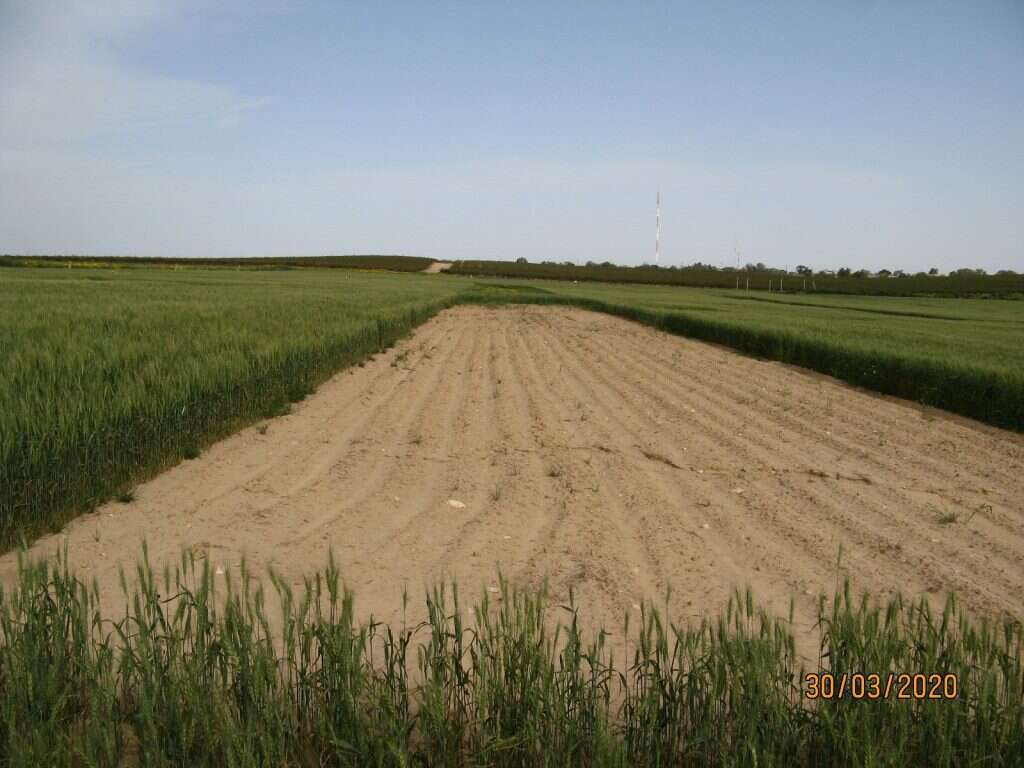 לשנת הפסקה יש תרומה גדולה בכל מה שקשור בהגנת הצומח . במרכז: חלקת הטיפול שנשארה 'כְּרָב', מצדדיה: חיטה בטיפולים אחרים