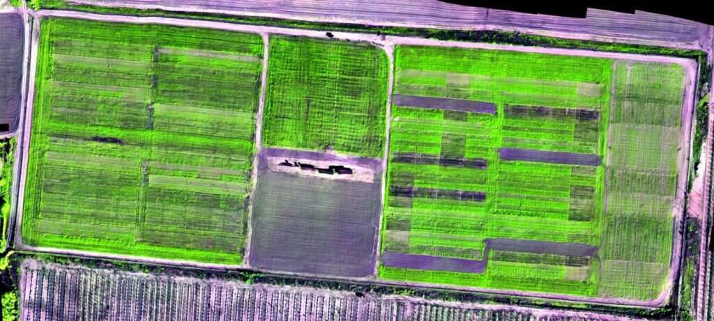 צילומים: באדיבות ד"ר דוד בונפיל, מכון וולקני