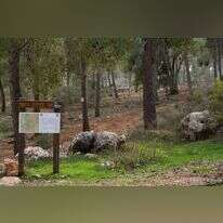 יער רמות, שבו נמצאה גופתה של נועה אייל ב־ 1998. | דודי ועקנין