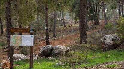 יער רמות, שבו נמצאה גופתה של נועה אייל ב־ 1998. | דודי ועקנין יער רמות, שבו נמצאה גופתה של נועה אייל ב־ 1998. | דודי ועקנין