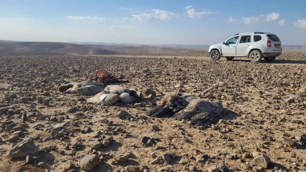 נשרים מורעלים. | אייל בן גיאט רשות הטבע והגנים