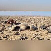 אחד מהנשרים שהורעלו בחודש שעבר. | אייל בן גיאט רשות הטבע והגנים