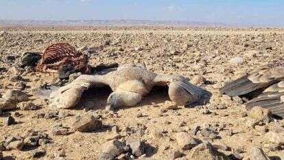 אחד מהנשרים שהורעלו בחודש שעבר. | אייל בן גיאט רשות הטבע והגנים