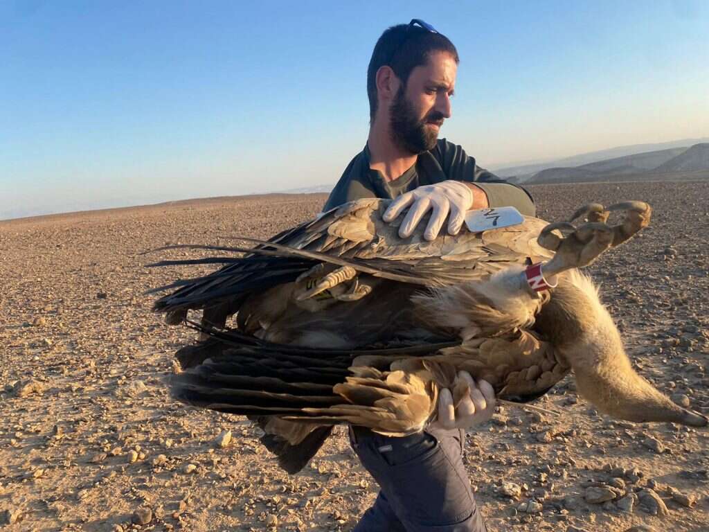 פינוי הנשרים אתמול לבדיקה במכון הוטרינרי בבית דגן. | שלומית שביט, רשות הטבע והגנים