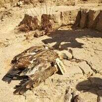 הנשרים הנוספים. | גל מרגלית