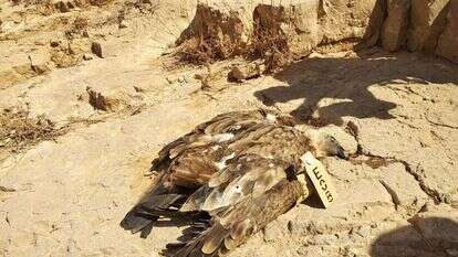 הנשרים הנוספים. | גל מרגלית