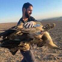 פקח של רשות הטבע והגנים עם אחד הנשרים שנפגע בהרעלה. ארכיון | שלומית שביט, רט"ג