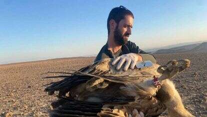 פקח של רשות הטבע והגנים עם אחד הנשרים שנפגע בהרעלה. ארכיון | שלומית שביט, רט"ג