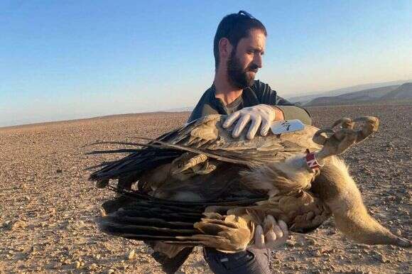 פקח של רשות הטבע והגנים עם אחד הנשרים שנפגע בהרעלה. ארכיון | שלומית שביט, רט"ג פקח של רשות הטבע והגנים עם אחד הנשרים שנפגע בהרעלה. ארכיון | שלומית שביט, רט"ג