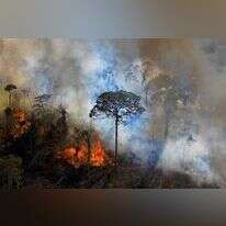 שרפה בשמורת האמזונס, ברזיל, אוגוסט 2020. | איי.אף.פי