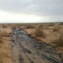 הצפת הנפט בשמורת עברונה, 2014. | רשות הטבע והגנים