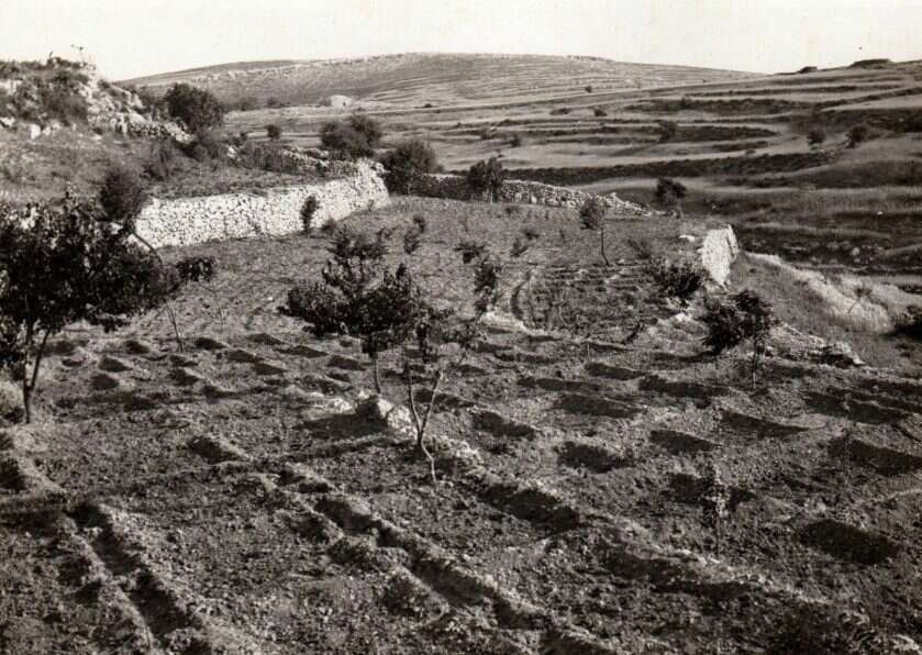 חלומות בהרי יהודה. טרסות ומטעים סמוך לכפר־עציון. | מתוך הארכיון המשפחתי