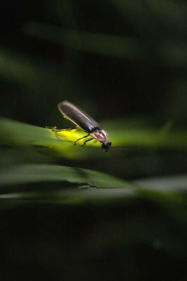 הבהוב באחידות מושלמת. גחלילית סינכרונית. | Travis Dove, The Washington post