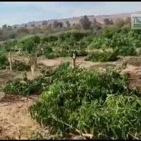 מטע המנגו ההרוס בגולן. | מסך מתוך הסרטון,