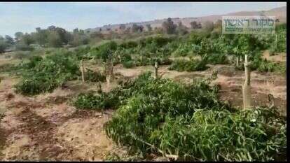 מטע המנגו ההרוס בגולן. | מסך מתוך הסרטון,