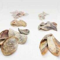 אלרון זבטני